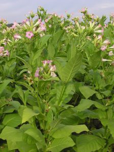 Nicotiana (tobacco) plants (Source: Wikimedia Commons)